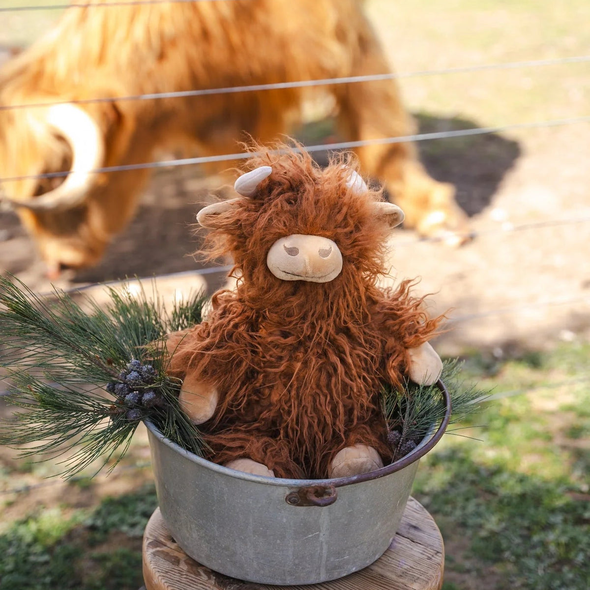 Henry the Highland Cow
