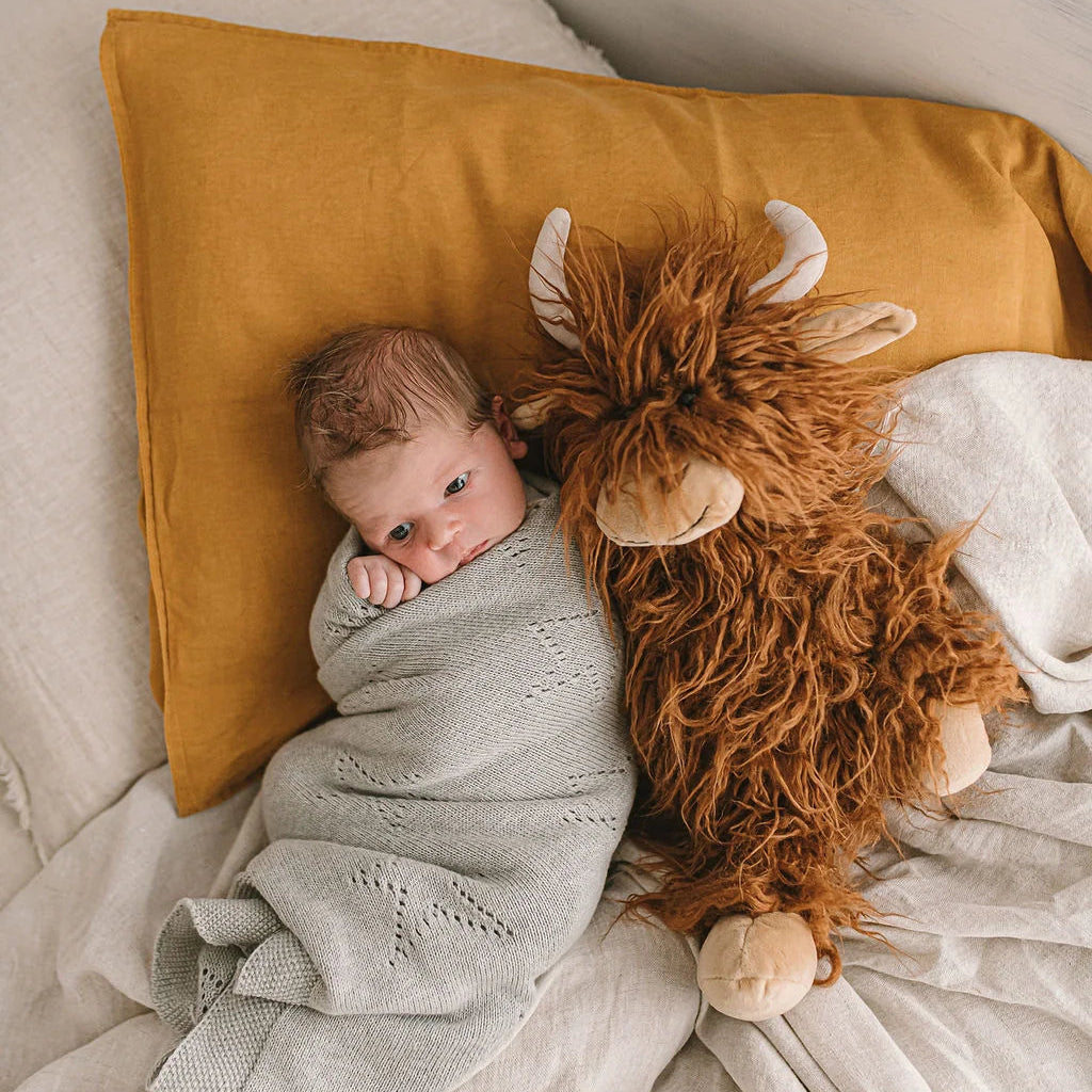 Henry the Highland Cow